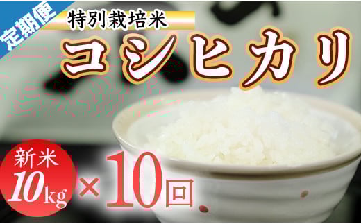 令和7年産 (精白米) 特別栽培米 こしひかり10kg ×10袋高知県三原村274000米・パン白米