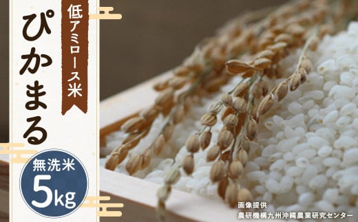 【新米先行予約】【 無洗米 】 ぴかまる 5kg 低アミロース米 保存袋付き 【2025年11月より順次発送開始予定】福岡県筑後市13000米・パン無洗米