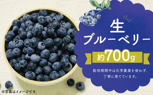 生 ブルーベリー  約700g 約350g×2パック 【2026年7月上旬〜9月上旬順次発送予定】 果物 フルーツ デザート おやつ お取り寄せ 冷蔵福岡県筑後市11300果物・フルーツその他 果物・フルーツ