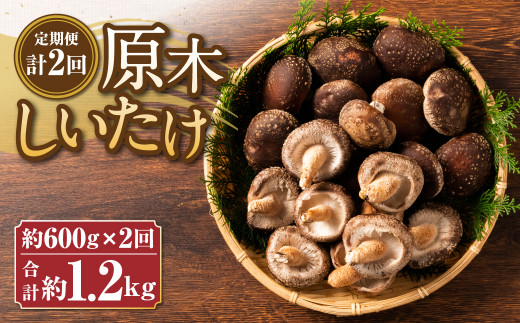 【定期便年2回】原木しいたけ (約600g) しいたけ専門店 陽より子福岡県筑後市24000野菜・きのこきのこ