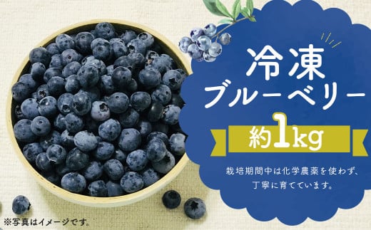 冷凍 ブルーベリー  約1kg 約200g×5 【2025年8月上旬発送開始】 果物 フルーツ デザート おやつ お取り寄せ  冷凍福岡県筑後市13000果物・フルーツその他 果物・フルーツ