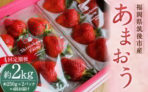 【4回定期便】 特別栽培の 濃厚 完熟 あまおう 約500g 約250g×2パック【2025年12月上旬から2026年3月下旬発送予定】 苺 いちご 果物 フルーツ 福岡県福岡県筑後市34000果物・フルーツいちご