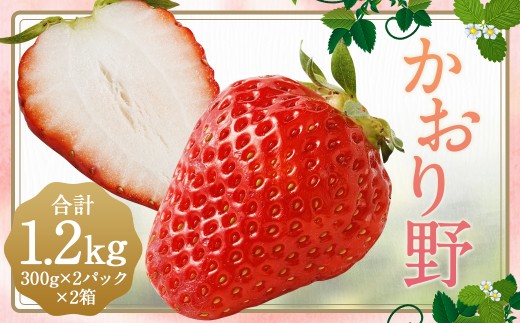 いちご 「かおり野」 プレミアム 約1.2kg <300g×2パック> 2箱 計4パック 【2025年12月下旬から2026年3月下旬まで発送予定】 苺 イチゴ 果物 果実 フルーツ 大粒 冷蔵 九州 福岡県 筑後市福岡県筑