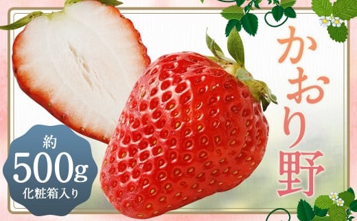 いちご 「かおり野」 プレミアム 化粧箱入り 約500g 【2025年12月下旬から2026年3月下旬まで発送予定】 苺 イチゴ 果物 果実 フルーツ 大粒 冷蔵 九州 福岡県 筑後市福岡県筑後市10400果物・フル