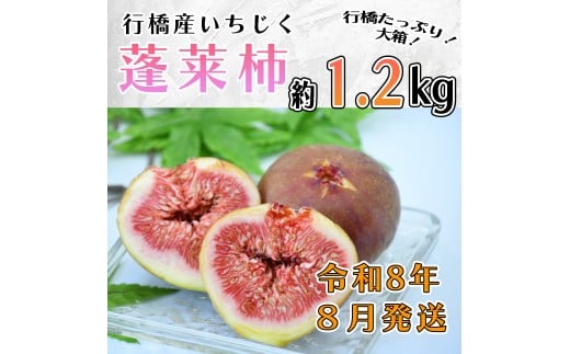 AO-015_【予約・令和8年夏発送】行橋産いちじく(蓬莱柿) 箱大 約 1.2kg福岡県行橋市12000果物・フルーツその他 果物・フルーツ