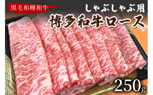 【数量限定】博多和牛ロースしゃぶしゃぶ用 250g【009-0012】福岡県中間市12000肉牛肉