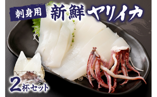 刺身用 新鮮ヤリイカ2杯セット(宗像鐘崎産)【マルケイ水産】_HA0416福岡県宗像市12000魚介・海産物イカ・タコ・ウニ