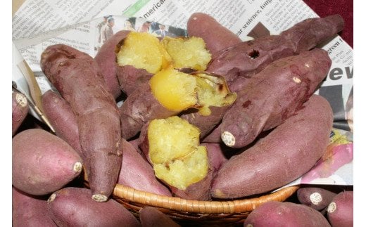 石焼きいも「紅はるか」 糖度40度以上 九州産さつまいも【八豊】_HA0492福岡県宗像市12000野菜・きのこじゃがいも・イモ類