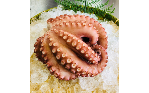 宗像産地ダコ丸ごとボイル【約1kg】【マルケイ水産】_HA0997福岡県宗像市30000魚介・海産物イカ・タコ・ウニ