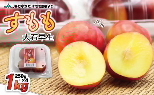 【JAむなかた すもも部会より】すもも(大石早生)1kg(250g×4パック)【JAほたるの里】_HA1254福岡県宗像市8000果物・フルーツもも・すもも