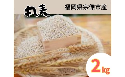 ミネラル豊富な丸麦 2kg【アグリCATS】_HA1443福岡県宗像市10000米・パン玄米・雑穀米・もち米・餅
