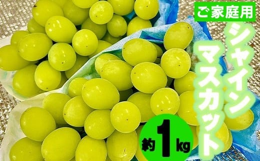 q_rVC}XJbg1kg(ƒp) [M758-3] ʕ ʏ` Ԃǂ   t[c Â }XJbg  {s {s8500ʕEt[c}XJbgEԂǂ