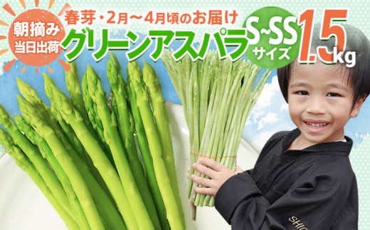 数量限定 先行予約 アスパラガス 春芽 S〜SS 1.5kg【2月〜4月お届け】|朝採り 朝採れ 直送 グリーンアスパラガス アスパラ BT13福岡県大木町10000野菜・きのこその他 野菜