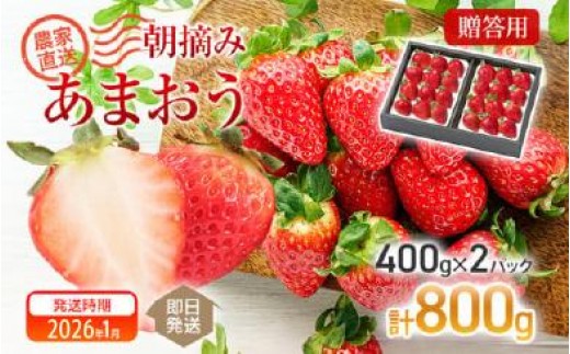 朝摘みあまおう 800g ※2026年1月中順次出荷予定 BD01-1福岡県大木町10000果物・フルーツいちご