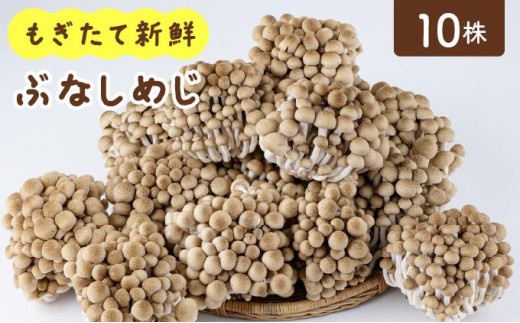 もぎたて新鮮!ぶなしめじ10株セット AT22福岡県大木町6500野菜・きのこきのこ