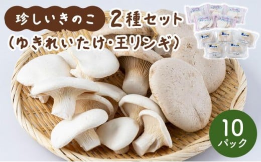 珍しいきのこ2種×5パックセット(ゆきれいたけ5パック・王リンギ5パック)福岡県大木町8000野菜・きのこきのこ