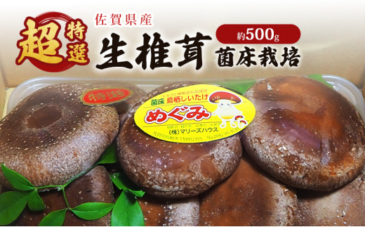 しいたけ 佐賀県産 超特選 生椎茸 菌床栽培 約500g 椎茸 きのこ佐賀県鳥栖市9500野菜・きのこきのこ