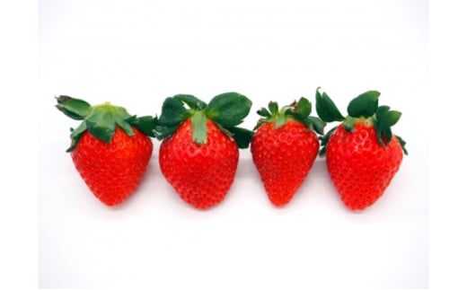 [5353-0579] ق̂4pbN  C`S ʕ t[c fU[g zs:ꌧs19500ʕEt[c