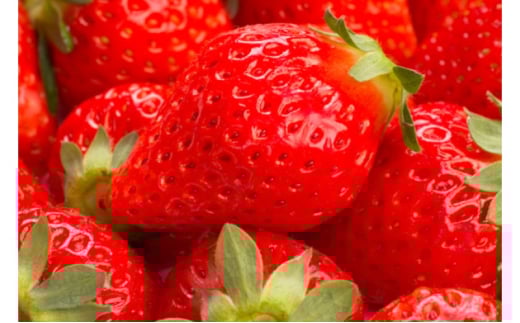 [5353-0581] 䕁iق̂Eje2pbN  C`S ʕ t[c fU[g zs:ꌧs19500ʕEt[c