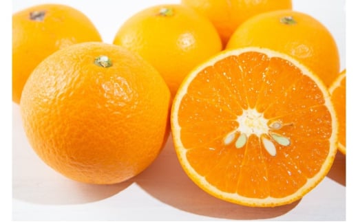 [5353-0584]݂ i݁j݂8kg`10kg  k ʕ t[c fU[g zs:ꌧs24500ʕEt[c݂Ek