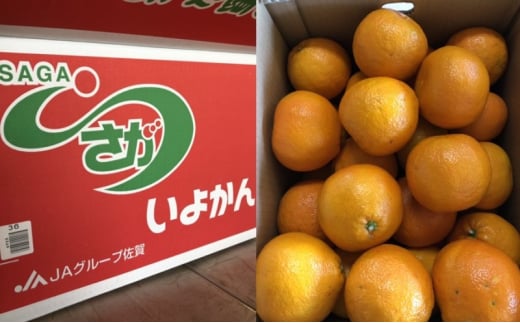 [5353-0586]悩 8`10kg(3L`LTCY) k ʕ t[c fU[g zs:ꌧs21500ʕEt[c݂Ek