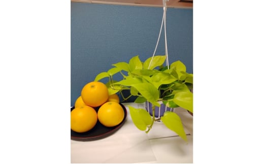 [5353-0594]O[vt[c 񃋃r[ 5kg  k ʕ t[c fU[g zs:ꌧs22500ʕEt[c݂Ek