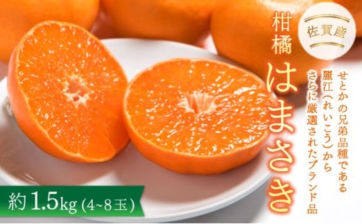 【先行予約】佐賀産柑橘「はまさき」 約1.5kg(4-8玉)  / ふるさと納税 佐賀 フルーツ 濃厚 甘い 酸味 大町 贈答 ギフト 贈り物佐賀県大町町10000果物・フルーツみかん・柑橘類
