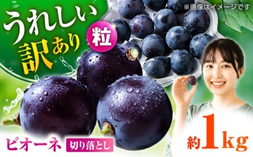 【先行予約】 訳あり ピオーネ ぶどう 切り落とし 約1kg ブドウ 葡萄 ぶどう わけあり おすすめ 国産 熊本県 山鹿 果物 くだもの フルーツ 人気 ランキング ブランド 特産品 種類 産地 九州 食