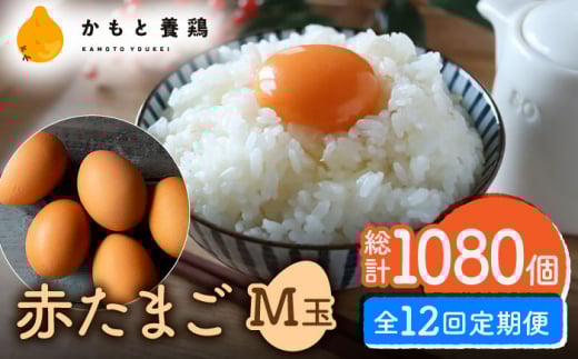 yS12ցzԂ܂ M 90i85{5ۏ؁jy_g@l {{{gz [ZCA016] { ʎq ܂ьF{Rs141000Eii{AG{j