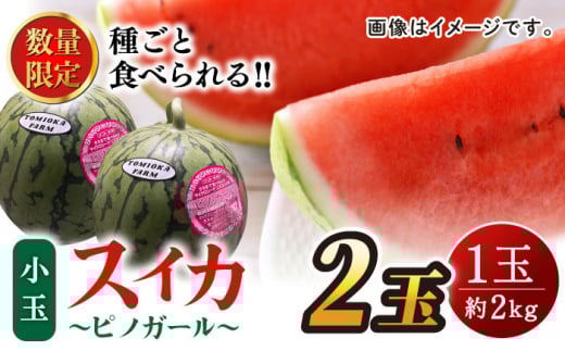 【先行予約】種ごと 食べられる 小玉スイカ 2玉 ピノガール 熊本県産 すいか 西瓜 スイカ 小玉 熊本県 名産 果物 フルーツ 旬 甘い シャリシャリ とれたて 新鮮  山鹿市【とみおか農園】[ZEM00