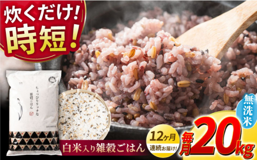 yS12ցzsv G͂  20kg y _YxXgp[gi[z [ZBP156]F{Rs660000āEpāEGāEāE