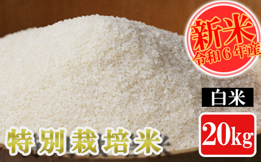【令和6年産】特別栽培米 白米 20kg 熊本県 南関町産 単一原料米 ヒノヒカリ 産地直送 生産者 お米熊本県南関町44000米・パン白米