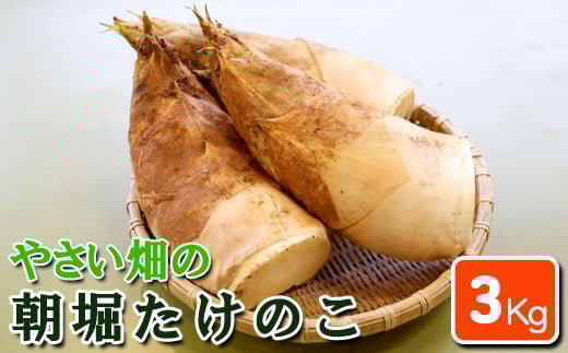 【先行受付】やさい畑の朝堀りたけのこ 3kg予約 3月中旬〜4月上旬発送熊本県南関町12000野菜・きのこきのこ