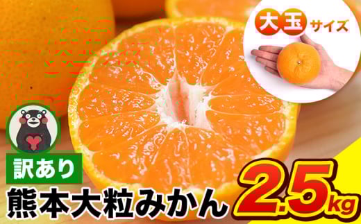 ご家庭用 熊本 大粒みかん 約2.5kg (3L〜5Lサイズ)大玉 みかん 先行予約 熊本 ちょっと 訳あり 傷 たっぷり 熊本県産 熊本県 期間限定 フルーツ 旬 柑橘 長洲町 大粒みかん《2026年1月中旬-2月末