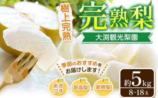梨 完熟梨 ( あきづき 新高梨 新興梨 のいずれか) 約 5kg (8〜18玉) フルーツ 果物 旬 大渕観光梨園 熊本県長洲町産 《9月上旬-12月中旬頃出荷》フルーツ 梨 なし熊本県長洲町14500果物・フルーツ