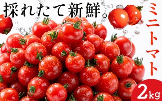 ミニトマト とれたてミニトマト 2kg トマト 野菜 サラダ ダイエット おやつ パスタ マリネ 有機肥料 ミニトマト宮本《1月中旬-6月中旬頃出荷》 熊本県 長洲町  トマト とまと 野菜 国産 熊本