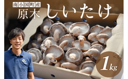 【阿蘇・南小国町産】極上の香りを放つ希少な 原木しいたけ 1kg 南小国産 原木しいたけ 極上 きのこ キノコ 椎茸 しいたけ シイタケ 生 野菜 極上 高級 ギフト 贈答用 下城きのこ園 熊本 阿