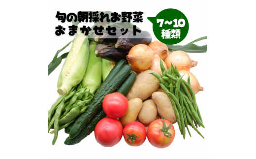 旬の朝採れお野菜おまかせセット - 野菜セット 野菜詰め合わせ 新鮮 フレッシュ 旬の野菜 朝採れ 国産 熊本県産 お任せ 何が入っているかはお楽しみ 7種類前後 おすすめ 熊本県 甲佐町【価