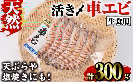 天然 活き〆車エビ 生食用 (300g)  エビ 海老 車海老 車エビ 冷凍 刺身 さしみ 天ぷら 塩焼 バーベキュー 国産 大分県産 大分県 鶴見食賓館 【opad007】【鶴見食賓館】大分県17000魚介・海産物貝