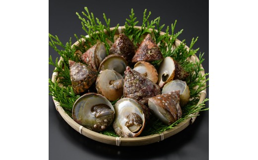 w}ɂ (1kg)  L ɂ ji CN o[xL[ yopba012zyCׁz啪7000ECYL