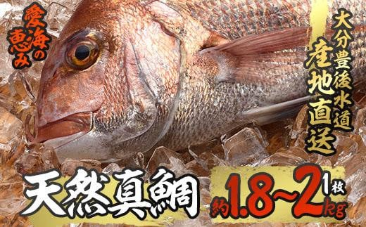 天然 真鯛 (約1.8-2kg・1枚) 直送 産直 漁師 魚 鮮魚 天然 マダイ 鯛 白身魚 獲れたて 刺身 煮つけ 塩焼き 冷蔵 豊後水道 鮮魚 大分県 佐伯市【CS02】【 (有)丸昌水産】大分県佐伯市54000魚介・海産