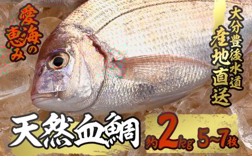 天然 血鯛 (約2kg・計5-7枚) 直送 産直 漁師 魚 鮮魚 天然 チダイ 鯛 白身魚 獲れたて 刺身 煮つけ 塩焼き 冷蔵 豊後水道 鮮魚 大分県 佐伯市【CS03】【 (有)丸昌水産】大分県佐伯市33000魚介・海