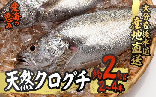 天然 クログチ (約2kg・計2-4本) 直送 産直 漁師 魚 鮮魚 天然 クログチ カマガリ 釜借 白身魚 獲れたて 刺身 煮つけ 塩焼き 冷蔵 豊後水道 鮮魚 大分県 佐伯市 豊後水道 鮮魚 愛海の恵み【CS09】