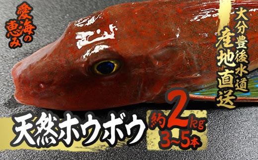 天然 ホウボウ (約2kg・計3-5本) 直送 産直 漁師 魚 鮮魚 天然 ホウボウ 魴ぼう 白身魚 獲れたて 刺身 煮つけ 塩焼き 冷蔵 豊後水道 鮮魚 大分県 佐伯市 豊後水道 鮮魚 愛海の恵み【CS10】【 (有)
