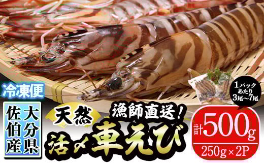 漁師直送! 天然活〆車えび (計500g・250g×2P) エビ 海老 車海老 エビフライ 冷凍 真空 魚介類 大分県 佐伯市 大分県産【EJ01】【萬漁丸】大分県佐伯市21000魚介・海産物エビ