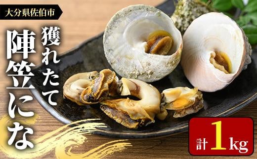 <お試し用>陣笠にな (約1kg) 魚介 貝 にな ニナ 酒蒸し 網焼き バター焼き バーベキュー 獲れたて 冷蔵 海の直売所 大分県 佐伯市【AS125】【海べ (株)】大分県佐伯市7000魚介・海産物その他