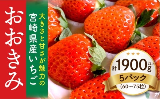 《2026年発送》【数量・期間限定】宮崎県産いちご「おおきみ」5パック(計1900g以上:60粒〜75粒)_M260-003宮崎県宮崎市69000果物・フルーツいちご