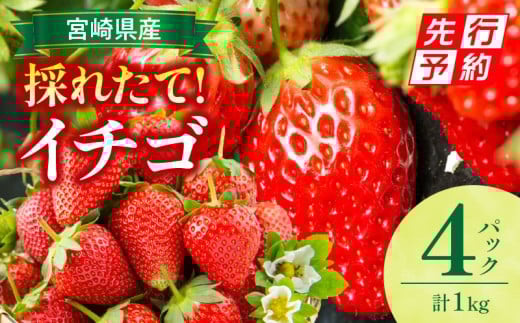 s2026Ns\tyԁEʌz{茧YC`S 4pbN_M359-004-02{茧{s14000ʕEt[c