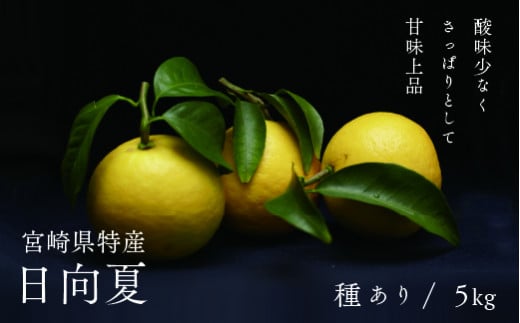 【先行受付】初春の旬 日向夏 種あり 5kg / 日向夏 ひゅうがなつ 柑橘 フルーツ 綾町 宮崎県宮崎県綾町16000果物・フルーツみかん・柑橘類