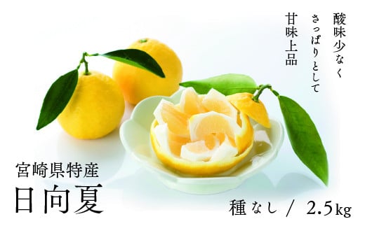 【先行受付】初春の旬「日向夏」種なし 2.5kg / 日向夏 ひゅうがなつ 柑橘 フルーツ 綾町 宮崎県宮崎県綾町11000果物・フルーツみかん・柑橘類